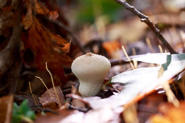 Hallucinogenic Mushrooms Grow Old Stump — стоковое фото