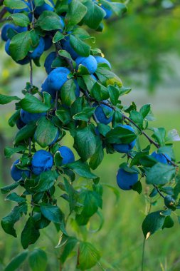 Güzel olgun erikler yakın dalda