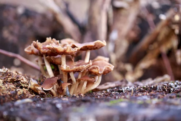 Hallucinogenic Mushrooms Grow Old Stump — стоковое фото