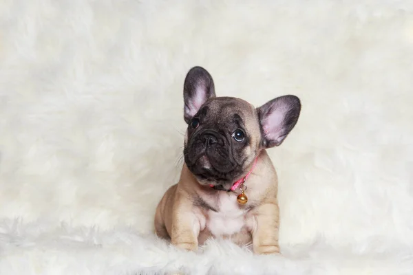 毛皮毛布の上でクローズアップフランスのブルドッグ子犬 — ストック写真