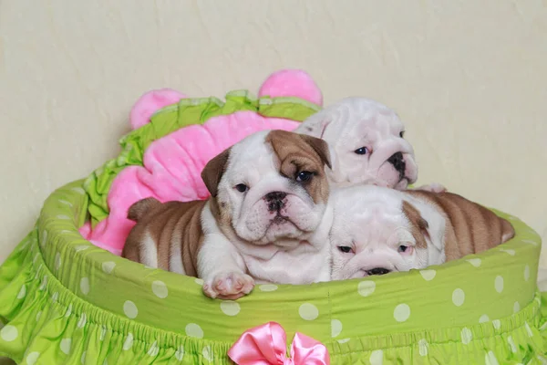 Três Cachorros Bulldog Inglês Close Cobertor Pele — Fotografia de Stock