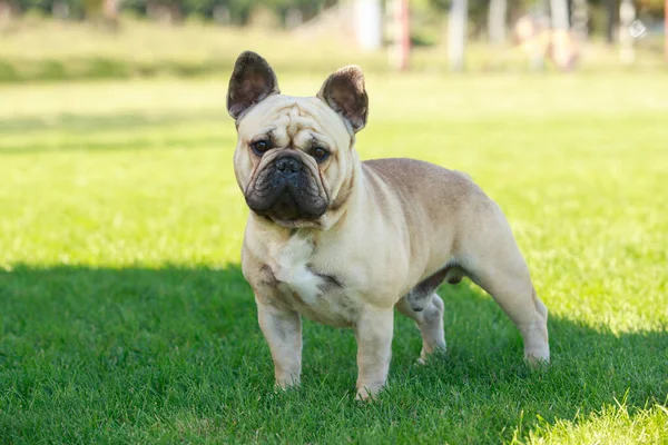 Dog Breed French Bulldog Green Grass — Zdjęcie stockowe