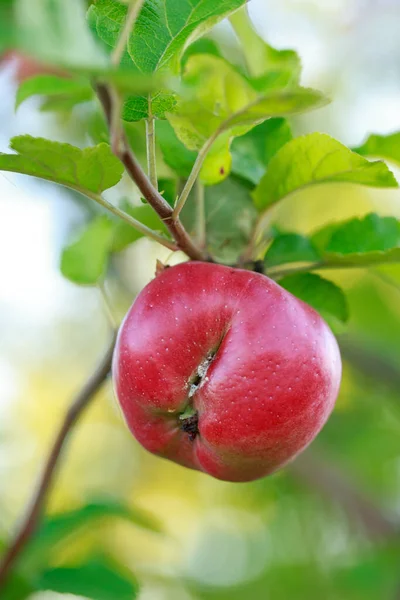 The red apple on tree branch a close up