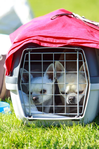 Δύο Σκύλοι Τσιουάουα Κάθονται Ένα Κλουβί Στο Πράσινο Γρασίδι — Φωτογραφία Αρχείου
