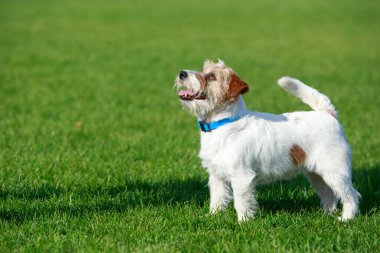 The dog breed Jack Russell Terrier on green grass