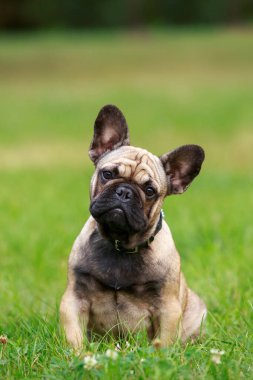 Köpek çifti Fransız bulldog yeşil çimlere oturur.