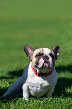Dog breed french bulldog on green grass