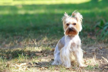 Köpek cinsi Yorkshire Teriyeri yeşil çimlerde