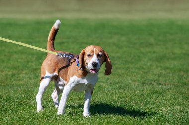 The dog breed beagle on green grass