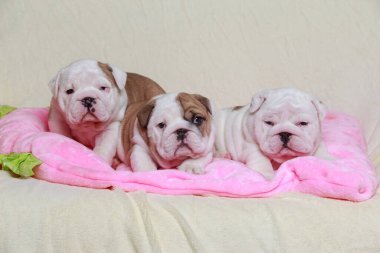 Üç İngiliz Bulldog köpeği bir kürk battaniyesine yakın çekim yapıyor.