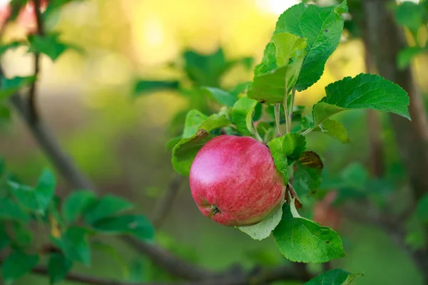 stock image The red apple on tree branch a close up