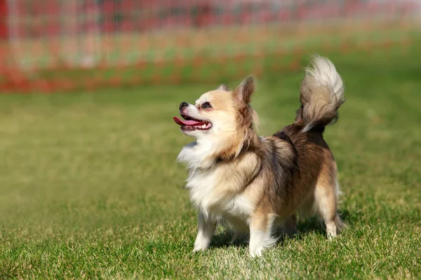 Chihuahua Hond Staat Een Achtergrond Van Groen Gras — Stockfoto