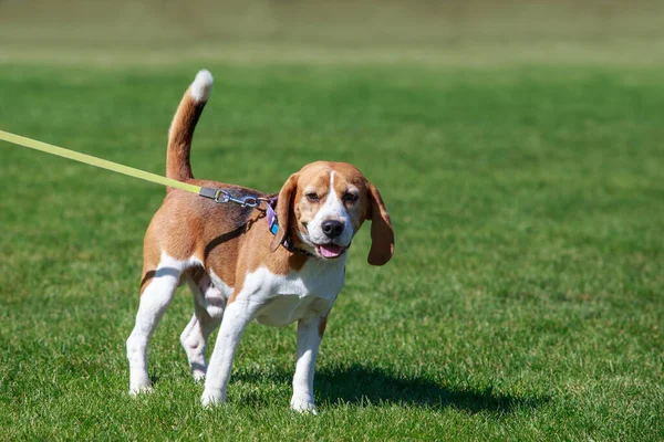 Dog Breed Beagle Green Grass — стоковое фото
