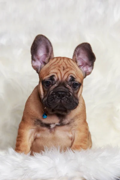 毛皮毛布の上でクローズアップフランスのブルドッグ子犬 — ストック写真