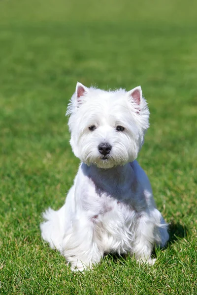Δυτικά Highland Λευκού Σκύλου Για Την Πράσινη Χλόη — Φωτογραφία Αρχείου