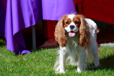 Dog breed king charles spaniel on the street