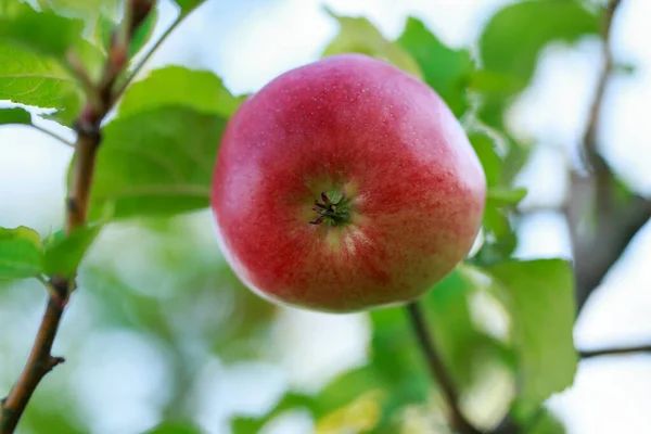 Red Apple Tree Branch Close — Foto de Stock