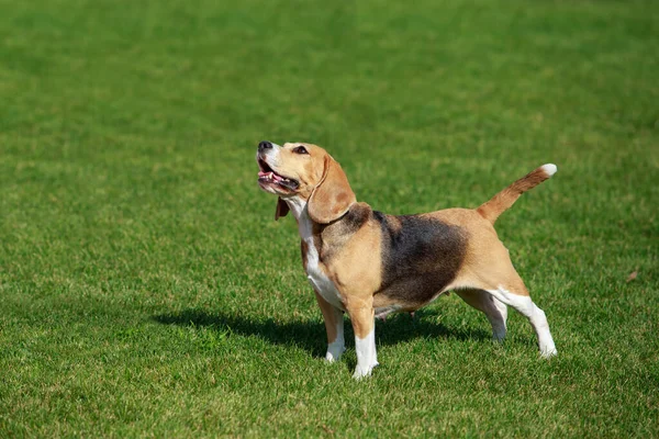 Dog Breed Beagle Green Grass Stock Fotó