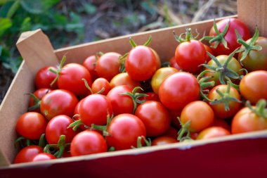 Beautiful ripe juicy tomatoes in a box