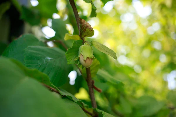 stock image Beautiful young hazelnut on a branch with green leaves