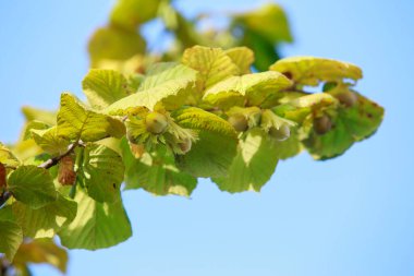 Yeşil yapraklı bir dalda fındık