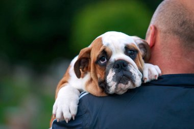 Köpek cinsi İngiliz Bulldog 'u insanın kollarında