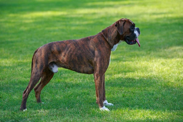 Pies Rasy Bokser Zbliżenie Zielonej Trawie — Zdjęcie stockowe