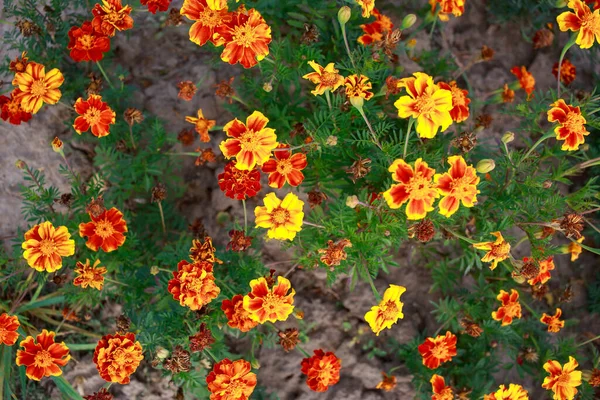 Tło Piękne Marigolds Zbliżenie — Zdjęcie stockowe