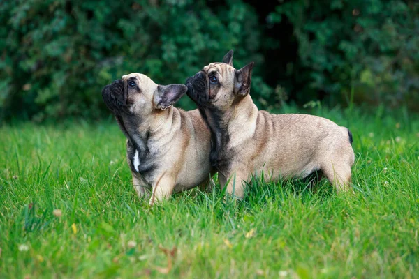 Двоє Собак Порода Французького Бульдога Стоїть Зеленій Траві — стокове фото