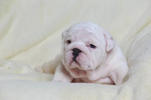 Close English Bulldog Puppy Fur Blanket — Stock Photo, Image