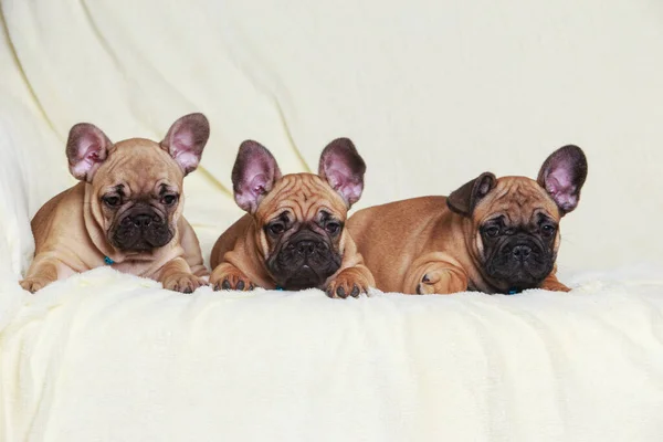 stock image Three French Bulldog puppies on a fur blanket