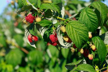 Branch with ripe raspberries on the farm