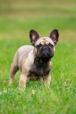 Köpek çifti Fransız bulldog yeşil çimlerin üzerinde duruyor.