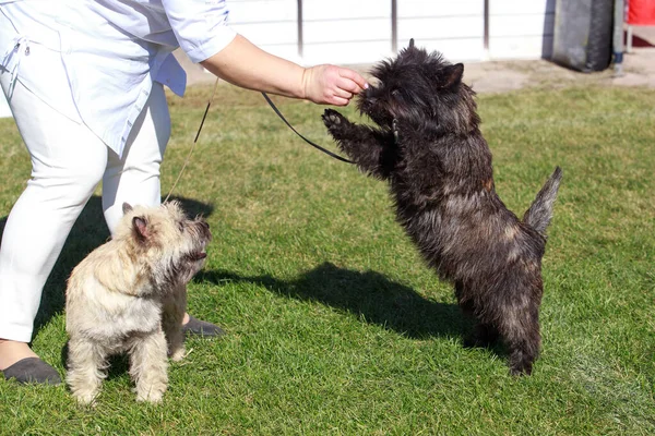 Δύο Σκυλιά Της Φυλής Norwich Terrier Στο Πάρκο — Φωτογραφία Αρχείου