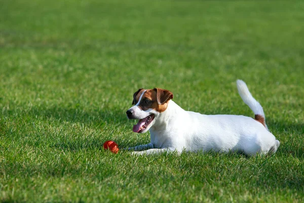 Die Hunderasse Jack Russell Terrier Auf Grünem Gras Mit Ball — Stockfoto