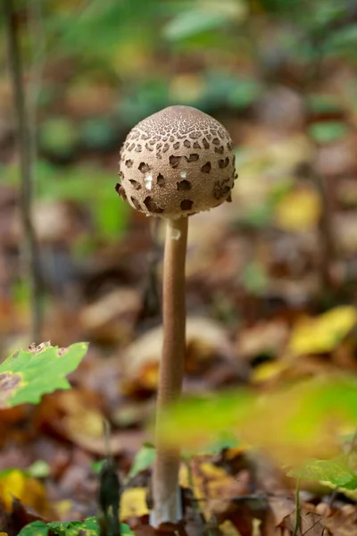 Gombák Árnyas Erdőben Közelről — Stock Fotó