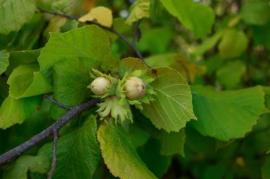 Yeşil yapraklı bir dalda fındık