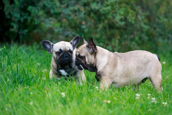 Två Hundar Föda Upp Fransk Bulldogg Stå Grönt Gräs — Stockfoto