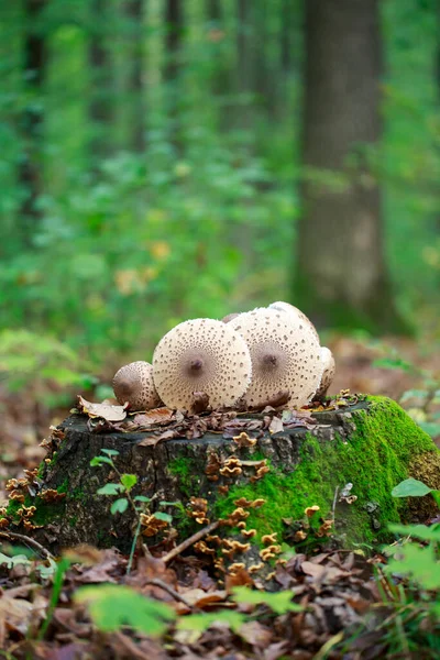 Halluzinogene Pilze Wachsen Auf Dem Alten Baumstumpf — Stockfoto