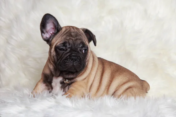 Close Franse Bulldog Puppy Een Bont Deken — Stockfoto