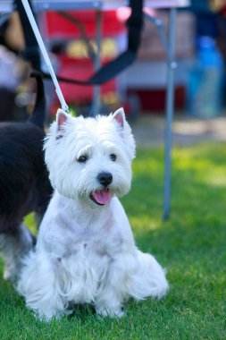 Batı Dağlık beyaz korkunç yeşil çimenlerin üzerinde