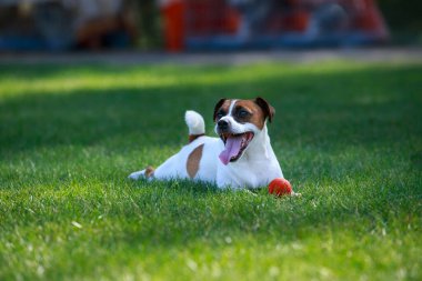 The dog breed Jack Russell Terrier on green grass with ball