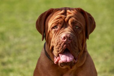 Dogue de Bordeaux on green grass in summer day