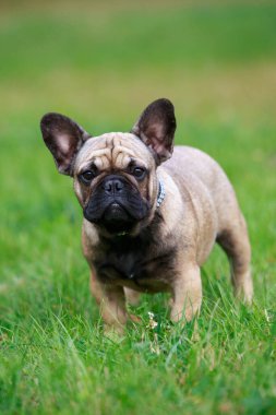 Köpek çifti Fransız bulldog yeşil çimlerin üzerinde duruyor.