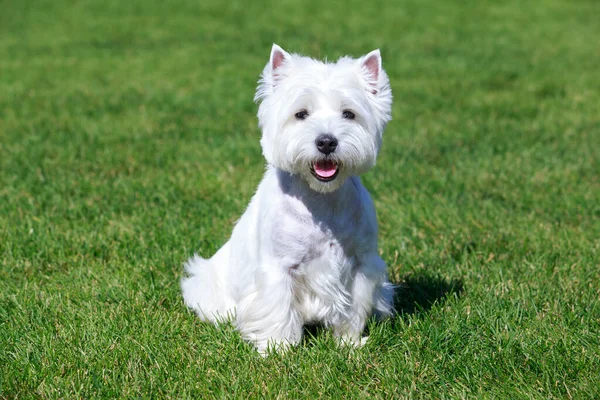 Δυτικά Highland Λευκού Σκύλου Για Την Πράσινη Χλόη — Φωτογραφία Αρχείου