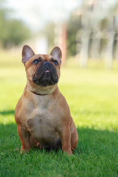 Hund Ras Fransk Bulldogg Grönt Gräs — Stockfoto