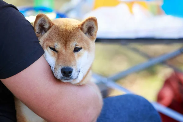 Dog Breed Shiba Inu Human Hands — Stockfoto