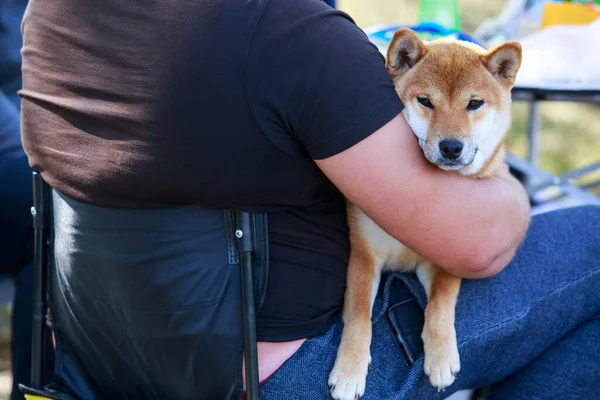 Pies Rasy Shiba Inu Ludzkich Rękach — Zdjęcie stockowe
