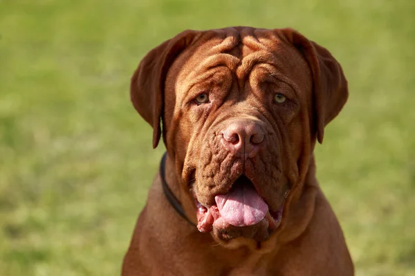 Dogue Bordeaux Green Grass Summer Day — Stock Photo, Image