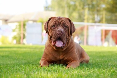 Dogue de Bordeaux on green grass in summer day